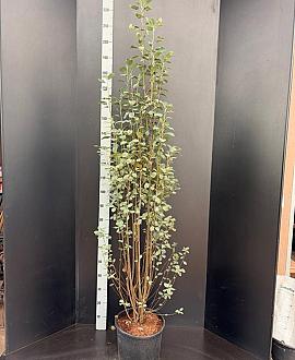 Amelanchier aln. 'Obelisk' Pot 15 liter 125 - 150 cm