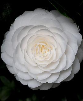 Camellia j. 'Nuccio's Gem' Pot 90 Liter 200 - 250 cm Meerstammig