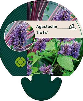 Agastache 'Blue Boa' Pot 9 cm