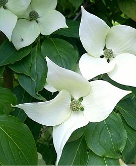 Cornus k. 'China Girl' Pot 90 Liter 175 - 200 cm Meerstammig