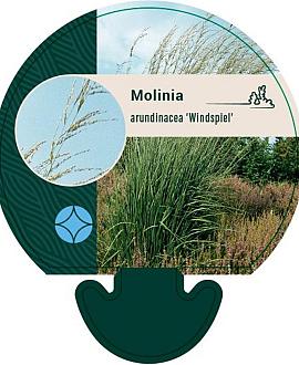 Molinia arund. 'Windspiel' Pot 9 cm