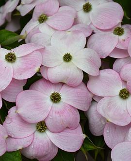 Cornus Stellar Pink Pot 150 liter 250 - 300 cm Meerstammig