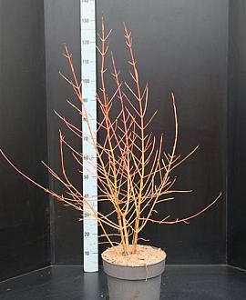 Cornus sang. 'Midwinter Fire' Pot 10 liter 60 - 80 cm