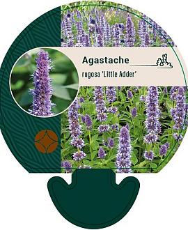 Agastache rugosa 'Little Adder' Pot 9 cm