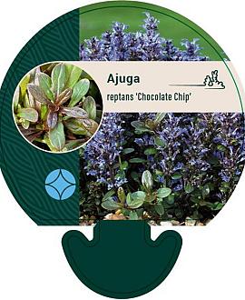 Ajuga reptans 'Chocolate Chip' Pot 9 cm