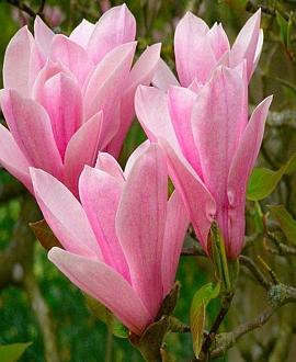 Magnolia 'Heaven Scent' Pot 130 liter 175 - 200 cm Meerstammig
