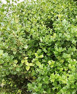 Osmanthus heterophyllus Pot 350 liter 250 - 300 cm Meerstammig