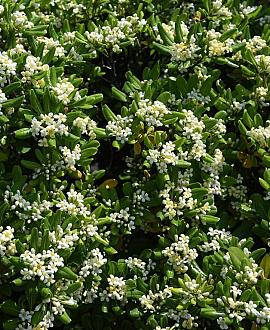 Pittosporum tobira Pot 110 liter 200 - 250 cm Meerstammig