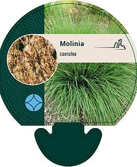 Molinia caerulea Pot 9 cm
