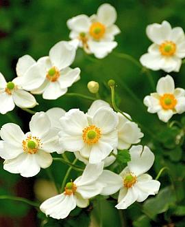 Anemone h. Pretty Lady Maria Pot 9 cm