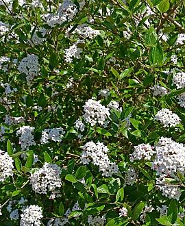 Viburnum carlesii Kluit 100 - 125 cm