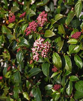 Viburnum tinus Pot 35 liter 125 - 150 cm Meerstammig