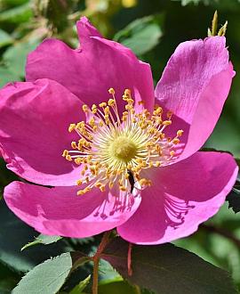 Anemone lesseri 'Spring Beauty Pink' Pot 9 cm