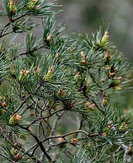 Pinus nigra nigra Kluit 80 - 100 cm
