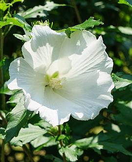 Hibiscus syr. 'Diana' Kluit 125 - 150 cm