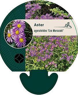 Aster ageratoides 'Ezo Murazaki' Pot 9 cm