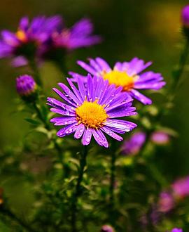Aster ageratoides 'Ezo Murazaki' Pot 9 cm