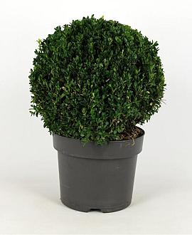 Buxus sempervirens Bolvorm 30-40 cm
