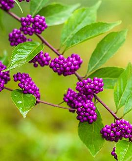 Callicarpa bod. 'Profusion' Pot 15 liter 125 - 150 cm
