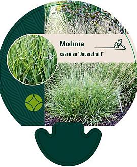 Molinia caerulea 'Dauerstrahl' Pot 9 cm