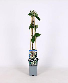Lonicera caprifolium Pot 2 Liter