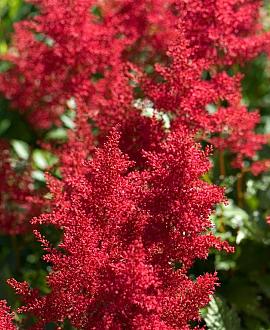 Astilbe (A) 'Astary Red' Pot 9 cm