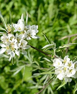Pyrus salicifolia 'Pendula' Hoogstam (Stamomtrek 12-14 cm)