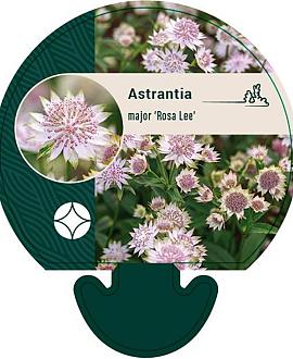 Astrantia maj. 'Rosa Lee' Pot 9 cm