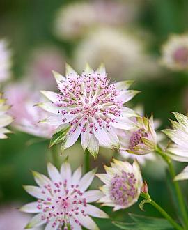 Astrantia maj. 'Rosa Lee' Pot 9 cm