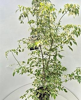 Acer negundo 'Variegatum' Pot 10 liter 150 - 175 cm