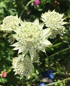 Astrantia maj. 'White Angel' Pot 9 cm