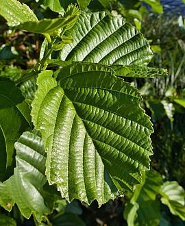Alnus glutinosa 'Imperialis' 200 - 250 cm Meerstammig