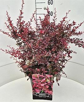Berberis thunb. 'Rose Glow' Pot 10 liter 50 - 60 cm