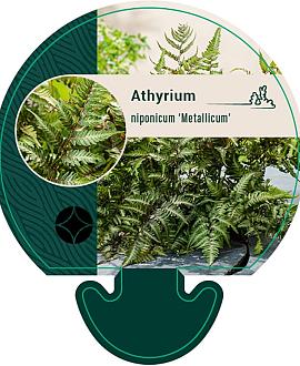 Athyrium niponicum 'Metallicum' Pot 9 cm
