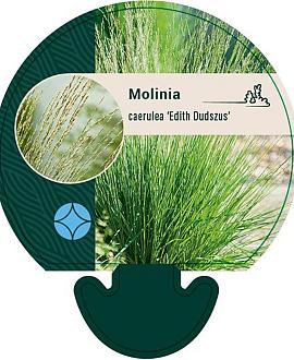 Molinia caerulea 'Edith Dudszus' Pot 9 cm