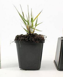 Molinia caerulea 'Edith Dudszus' Pot 9 cm