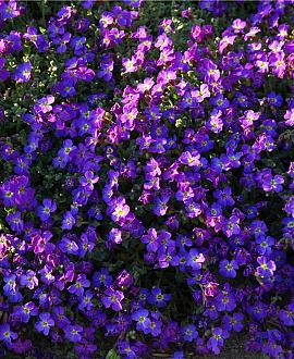 Aubrieta 'Kitte' Pot 9 cm