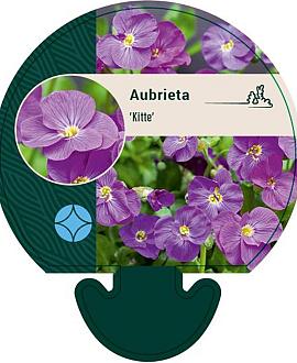 Aubrieta 'Kitte' Pot 9 cm