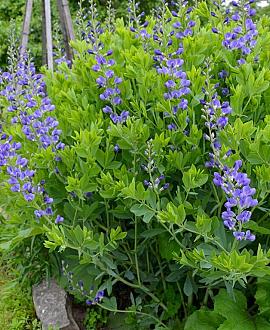 Baptisia 'Blueberry Sundae' Pot 9 cm