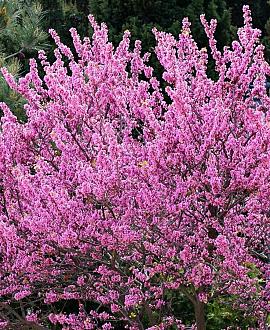 Cercis canadensis Hoogstam (Stamomtrek 12-14 cm)