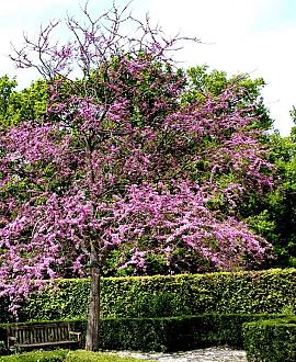 Cercis can. 'Forest Pansy' 175 - 200 cm Meerstammig