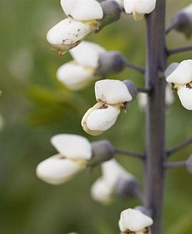 Baptisia 'Vanilla Cream' Pot 9 cm