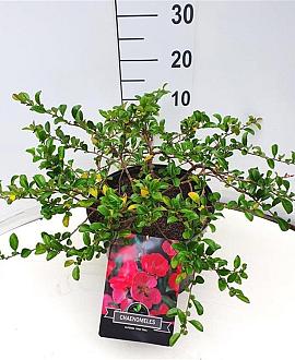 Chaenomeles sup. Pink Trail Pot 10 liter