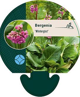 Bergenia 'Winterglut' Pot 9 cm