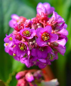 Bergenia 'Winterglut' Pot 9 cm