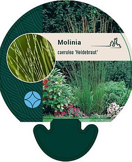 Molinia caerulea 'Heidebraut' Pot 9 cm