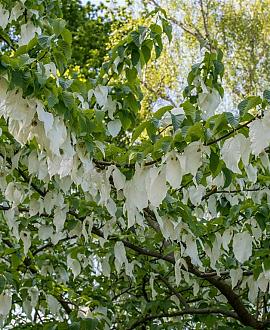 Davidia involucrata Hoogstam (Stamomtrek 6-8 cm)