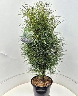 Frangula alnus Fine Line Pot 15 liter 