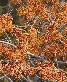 Hamamelis int. 'Orange Beauty' 150 - 175 cm Meerstammig
