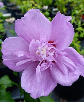 Hibiscus syr. 'Ardens' Pot 7,5 Liter 50 - 60 cm